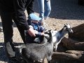 zoo 008